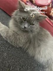  1 قطط للتبني