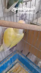  3 جوز روز منتج حجم و صحه و نظافه و ريش