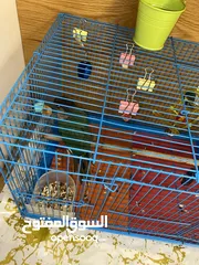  3 للبيع – ببغاء جرين شيك كنيور بسعر ممتاز
