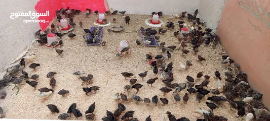  3 صيصان بلدي ومطروحي لوهمان فيومي عمر شهر