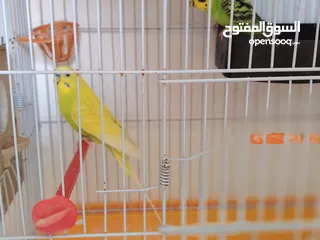  2 جوز حب شغال