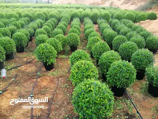  6 plants ehrithia ball/cone shap