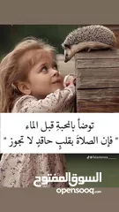  1 موجود حوالي 13 ديك للبيع او للبدل