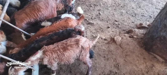  3 سخلات البيع