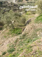  17 ارض زراعيه في بلعا دير الغصون