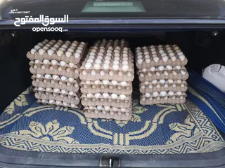  3 بيض عماني مخصب