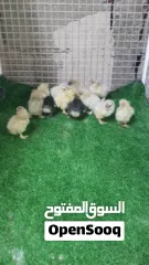  1 فروخ الكوشن العملاق