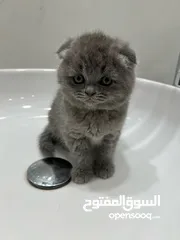  4 قطط سكوتش فولد للبيع