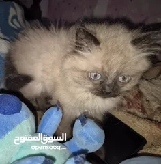  15 قطط ذكور عمر 3 اشهر واحد همالايا شوكليت بلو بوينت وواحد بريتش ريد عيون خضراء والاتنين شعر طويل ناعم
