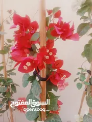  16 مشتل بيتي متوفر انواع زينة خارجية وداخلية والتوصيل بأسعار رمزية