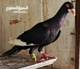  26 حمام نخب الماني جواز وفردات