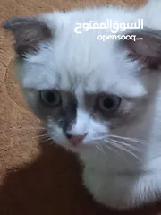  9 قط سكوتش فولد للبيع