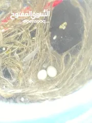  2 عصافير جنه للبيع مع بيضهن مع قفص كامل مكمل