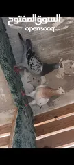  5 تفاصيل بالوصف