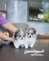  2 Pomsky Puppies Available
