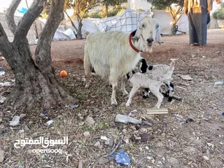  4 عنز حفف طوايل وراها توم جديان