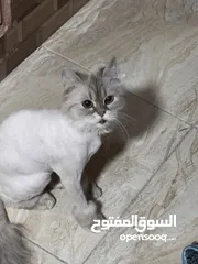  5 قطةصغيرة للبيع محتاجة اهتمام ورعاية