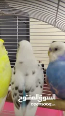  20 budgie sale for half price starting Aed 15 each