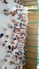  2 حمام  مستوى  مميز   وجميل