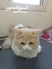  1 Cute Persian cat female
