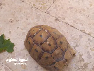  3 حيوانات اليفه وجميله سبحان الله