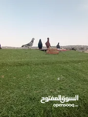  16 حمام بيع مستعجل للبيع