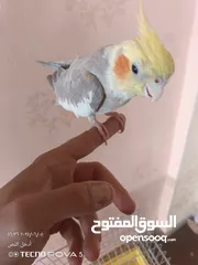  5 طائر كوكتيل اليف 100% مع قفص كاسكو