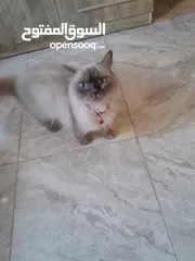  2 قطة هملايا للبيع