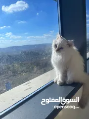  5 قطط شيرازي للبيع