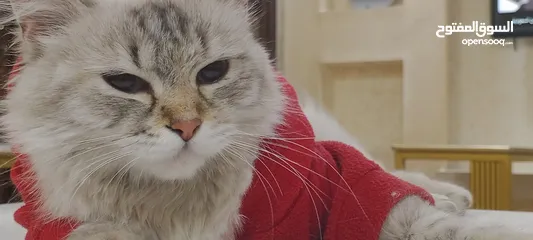  4 شانشيلا للبيع