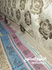  2 صيصان باكستاني اصلي