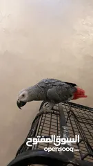  5 كاسكو مزرعة للبيع حبة بالصلاة علنبي