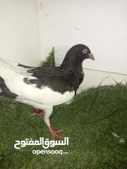  4 حمام كش للبيع كوم
