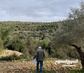  1 أرض مميزة في جفنا