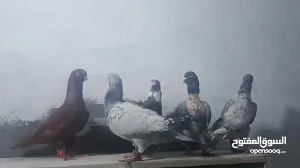 4 حمام بسعررر حررق