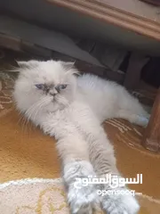  7 قطه .هملايا . اصليه