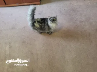 4 2 x Cats Looking for adoption - Persian and himalayan-persian