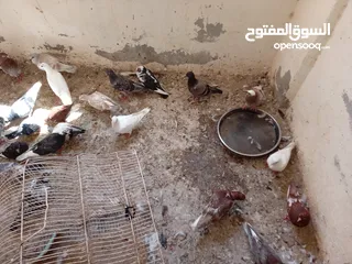  11 زغاليل  للذبح  و غرفة حمام بلدي شغالات و وز  في جاوا