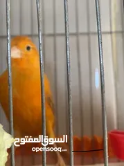 2 فحل مشمشي من البزرة القديمة ابو فراج جاهز