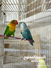  4 بسم الله تبارك الرحمن فحل فيشر مع جوز روز الأنثى الصفراء اليفه ركززز معي صحه نظاااافه صلاه النبي