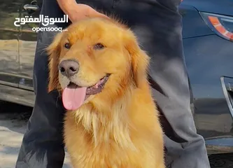  1 كلب جولدين ريتريفر للبيع بسعر مميز جدا