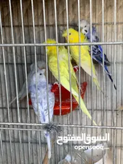  5 طيور حب (هوغو رومو)