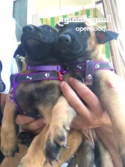  3 Puppies malinois