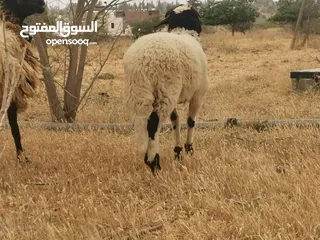  6 كبش الله يباركفحل للبيع