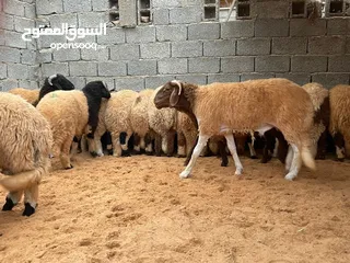  4 اضاحي العيد سعر حرق