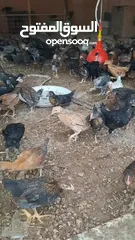  7 دجاج بلدي حر  جاج بلدي