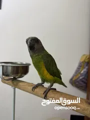  1 ببغاء سنغالي ربه نص لألفه