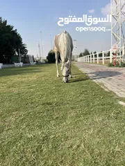  1 خيل  عربي