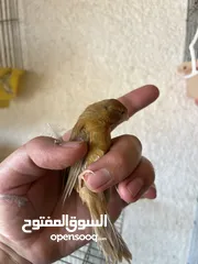  9 مخاليف كنار كرزي