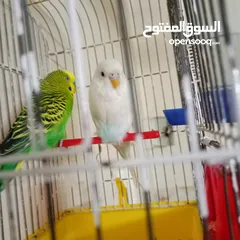  1 جوز عصفير حب البيضه انثا والاخضر ذكر  مع قفص وكوخ